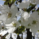 Kirschenblüte zu Beltane