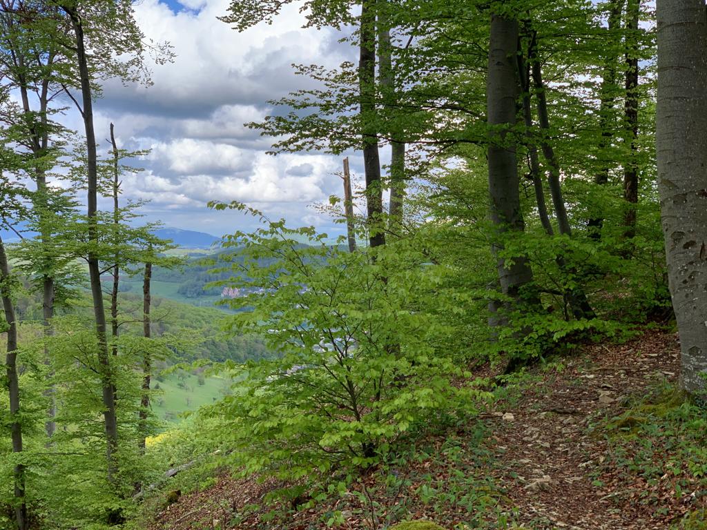 Wald im Frühling