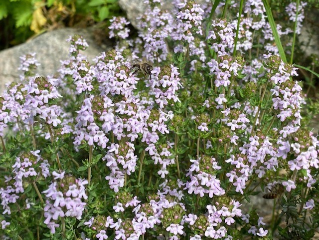 Ganz viele kleine, rosafarbene Thymianblüten