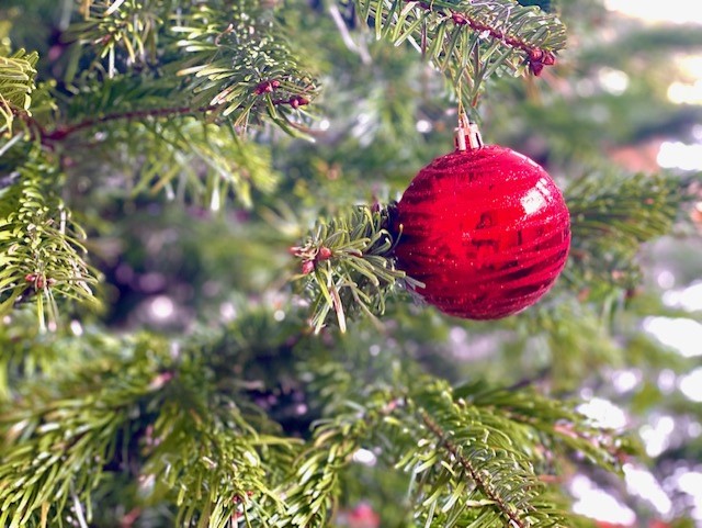 Weihnachtsbaum mit roter Christbaumkugel