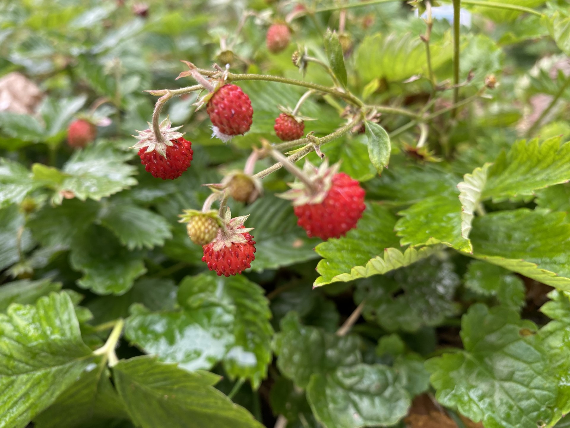 rote, kleine Walderdbeeren mit grünen Blätern